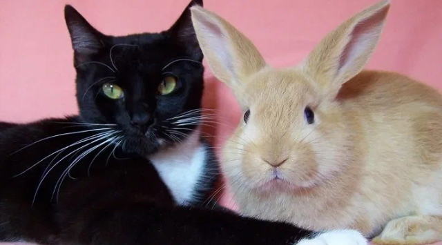 Необычные отношения кроликов и котов