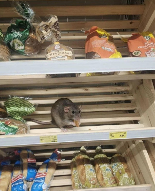 Нашествие крыс в магазинах Москвы