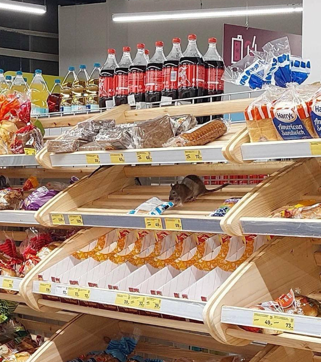 Нашествие крыс в магазинах Москвы
