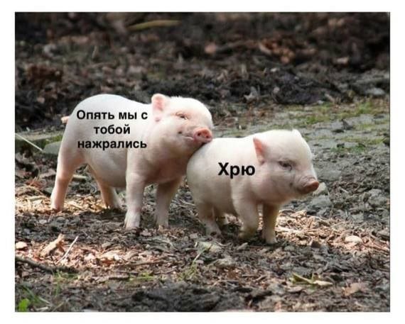 Лучшие шутки и мемы из Сети - 27.02.2026