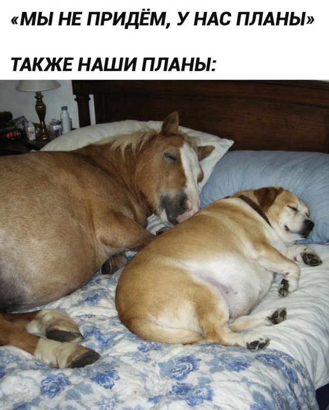 Смешные картинки - 02.03.2026 Смешные картинки - 02.03.2026