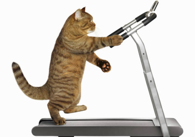 Пушистый фанат беговой дорожки