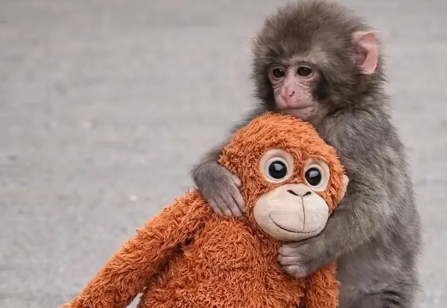 Продолжение истории Панча