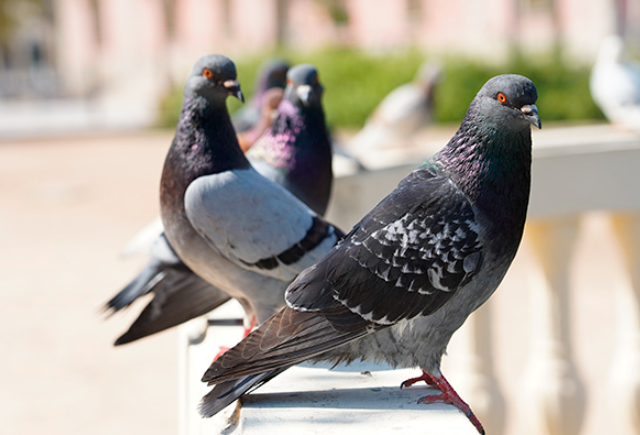 Житель Воркуты едва не потерял квартиру из-за… открытого окна.