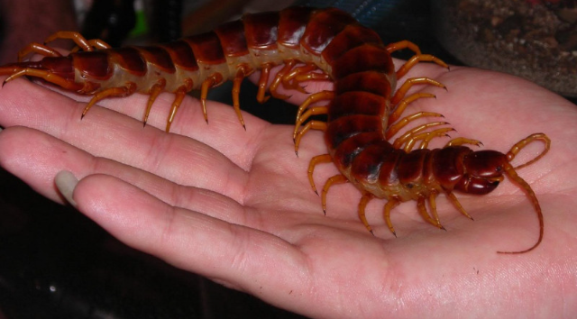 Радикальный способ борьбы с насекомыми