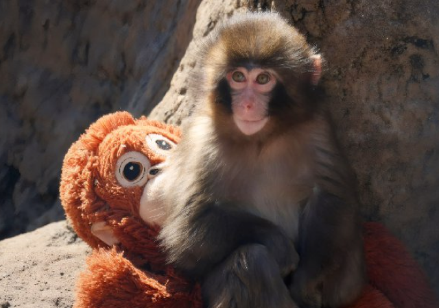 У Панча собираются отнять плющевую игрушку