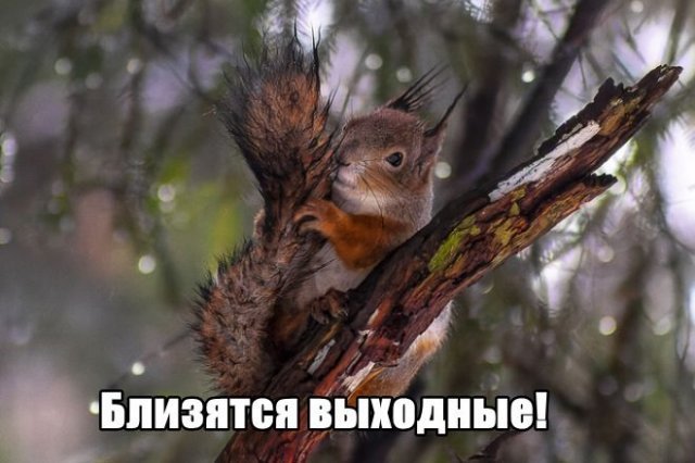 Трынделка - 04.03.2026