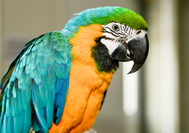 Дрессированный попугай