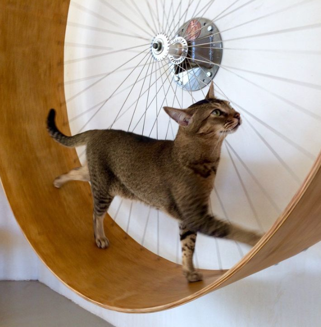 Спринтер в колесе: кот устроил забег и покорил соцсети