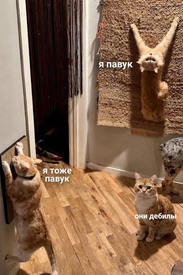 Лучшие шутки и мемы из Сети - 05.03.2026