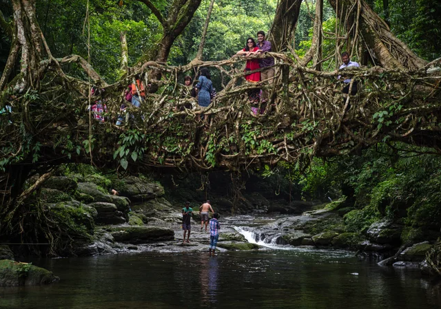 Корневые мосты в Индии
