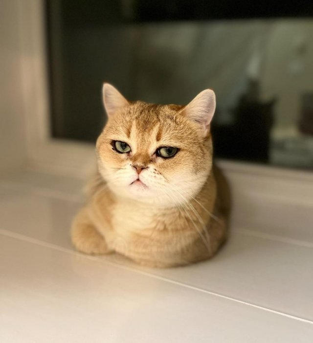 Кошечка с самыми красивыми глазами