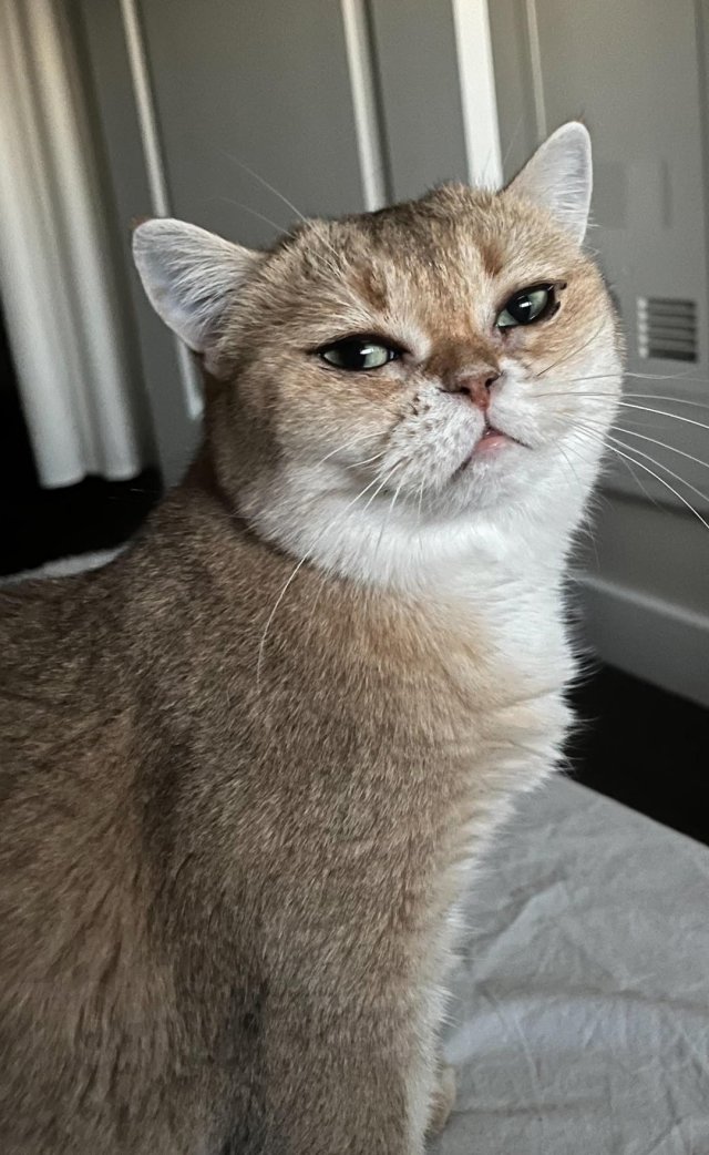 Кошечка с самыми красивыми глазами