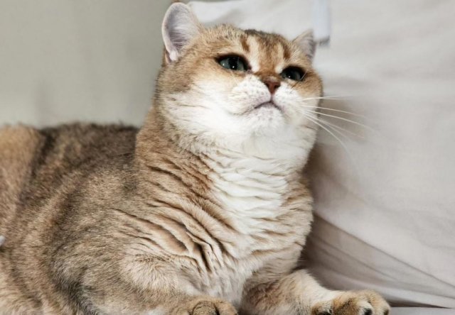 Кошечка с самыми красивыми глазами