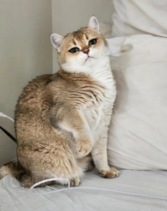 Кошечка с самыми красивыми глазами