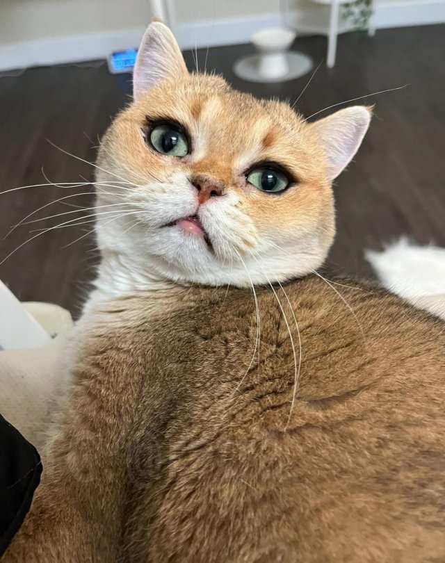 Кошечка с самыми красивыми глазами
