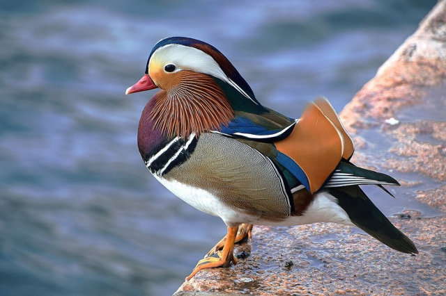 Красочная утка мандаринка на воде