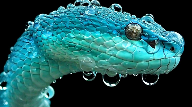 Ярко-голубая змея куфия на ветке