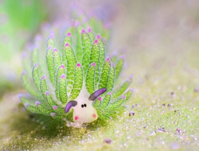Морской слизень овечий лист под водой