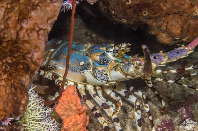 Красочный тропический омар