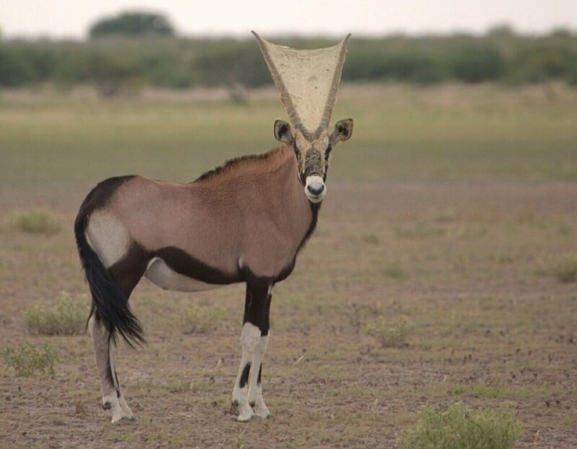 Антилопа орикс с паутиной на рогах