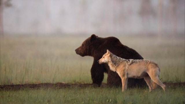 Медведь и волчица вместе в лесу