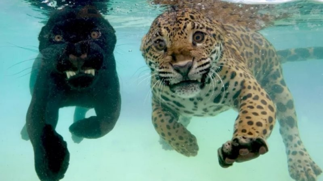 Красота, от которой перехватывает дыхание: уникальные кадры природы