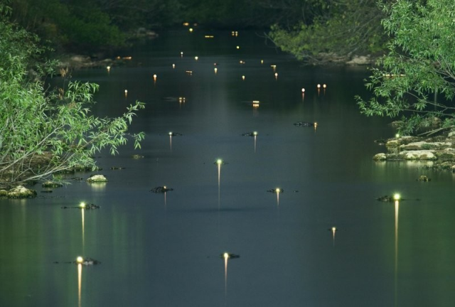 Светящиеся в темноте глаза аллигаторов на воде