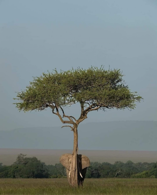 Слон, пытающийся спрятаться за тонким деревом