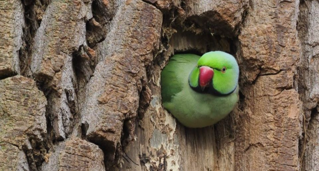 Необычная птица поселилась во дворах Краснодара