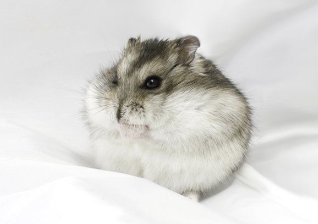 Жидкий хомяк