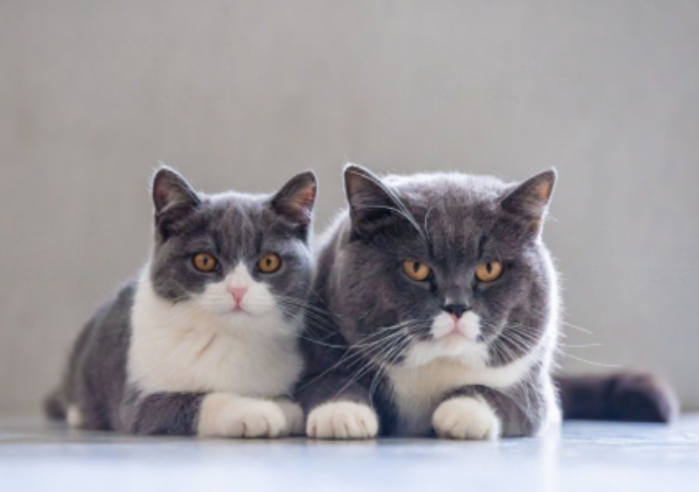 Видео-подборка смешных котов