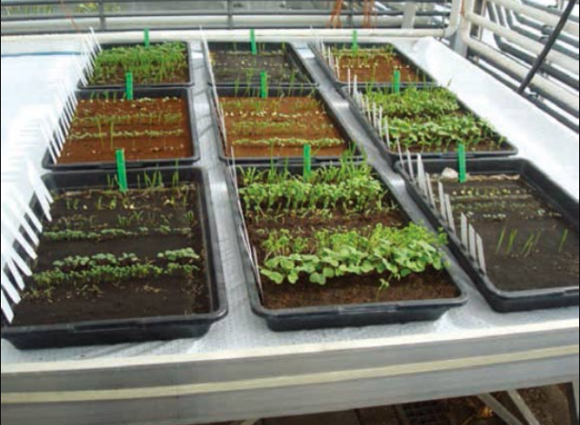 Похоже, на Марсе можно выращивать растения