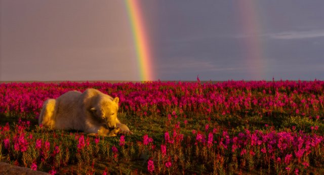 Удивительная красота летней тундры