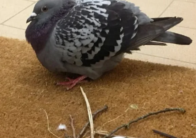 Как голуби строят свои гнезда: