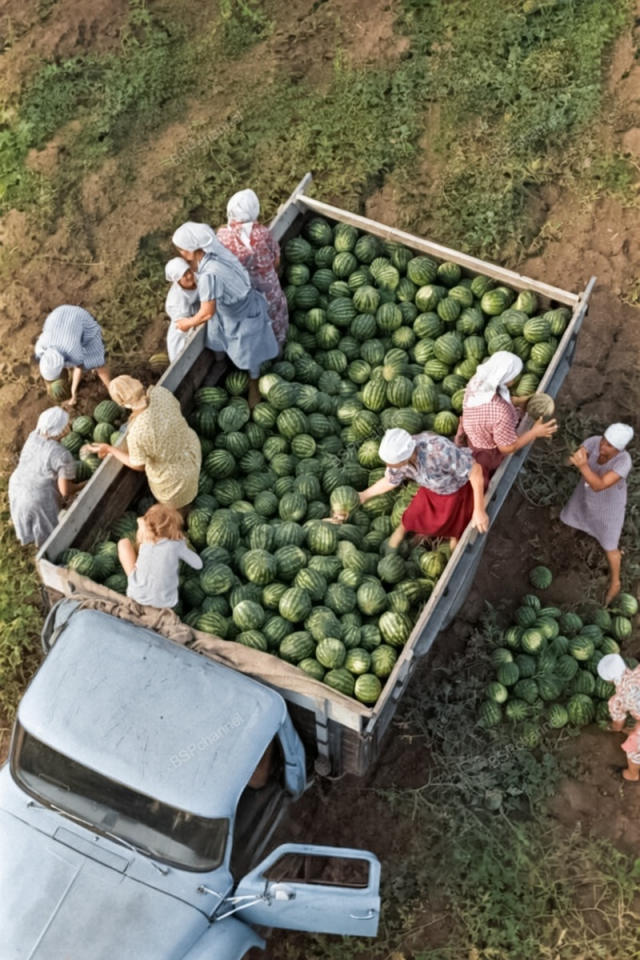 Кубанская станица Новоминская Краснодарского края. На бахче созрели арбузы. Краснодарский край, 1970 год.