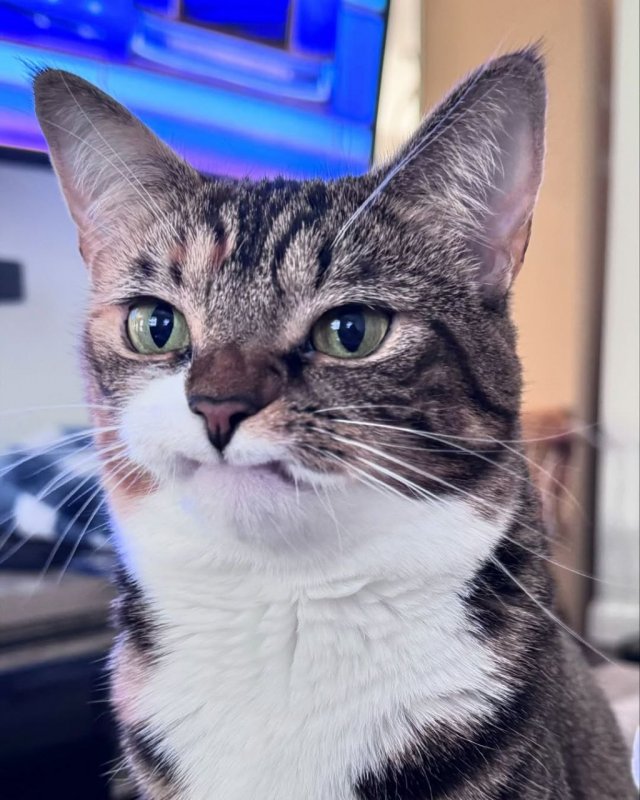 Недовольный, но милый кот по кличке Прелесть