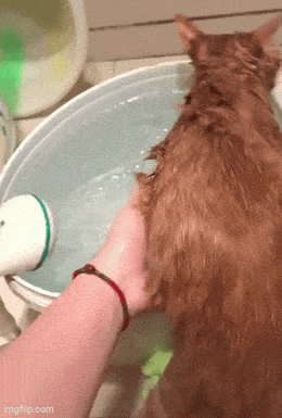 Забавная гифка 16