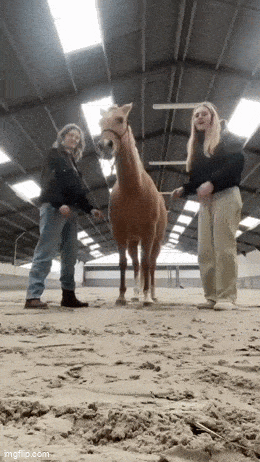 Забавная гифка 20