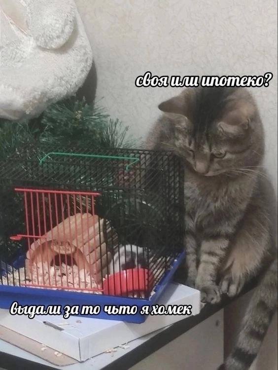 Лучшие шутки и мемы из Сети - 13.03.2026
