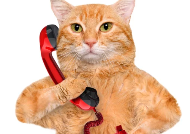 Первый в мире телефон для котов