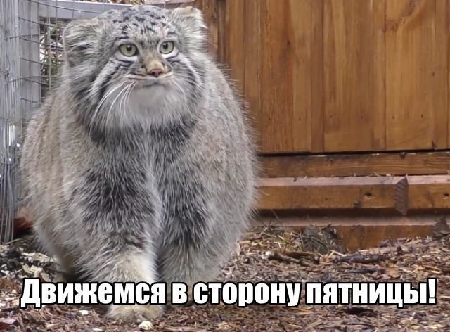 Трынделка - 17.03.2026