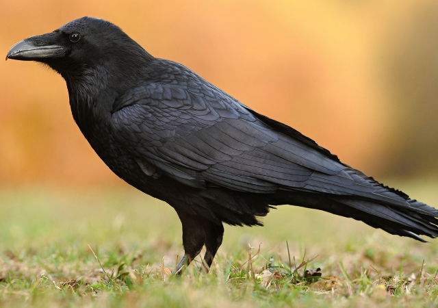 Ворон-гений обыграл человека в «крестики-нолики»