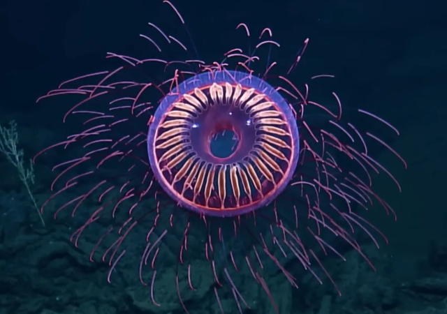 Медуза Фейерверк моря