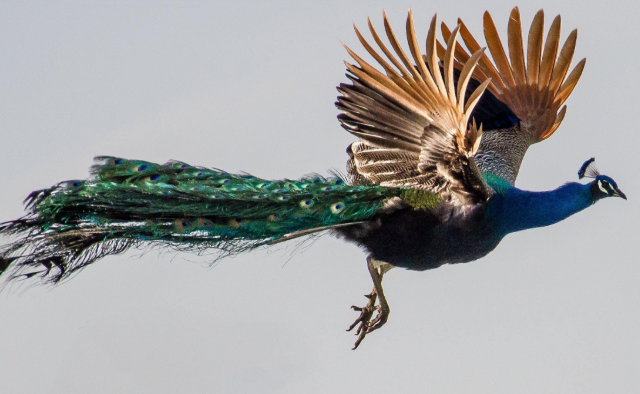 Павлины в воздухе