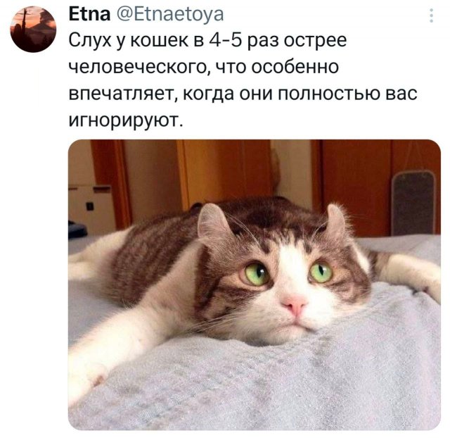 Подборка забавных твитов обо всем