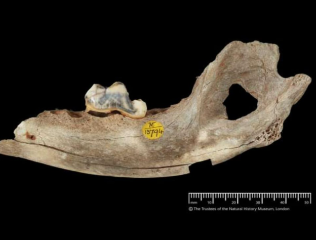 Учёные выяснили, когда началась дружба человека и собаки