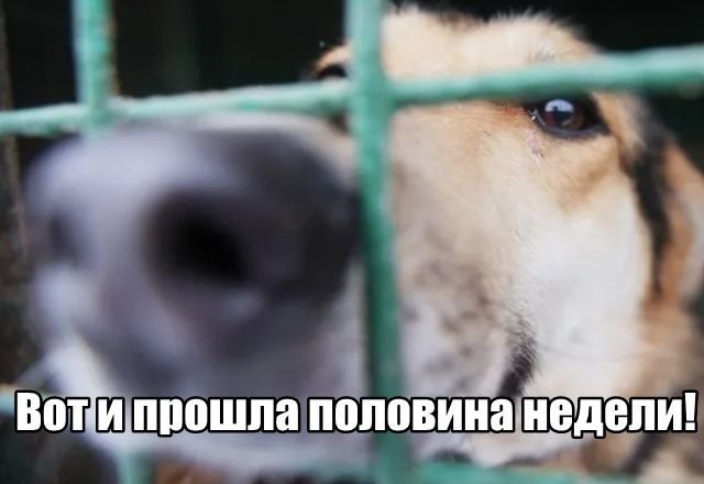 Трынделка - 01.04.2026