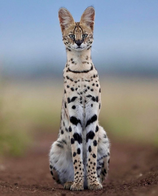 Уши - моя гордость