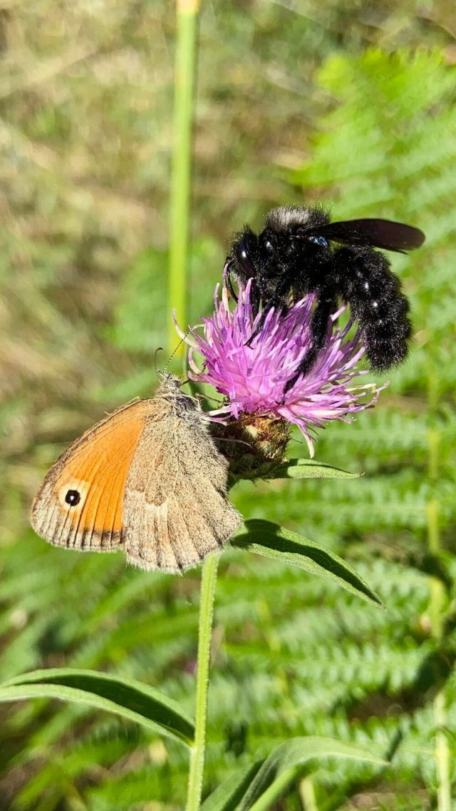 Противостояние